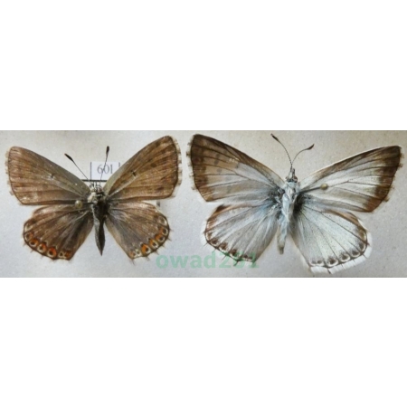 Polyommatus coridon (Poda, 1761) pair Modraszek korydon Czech60l